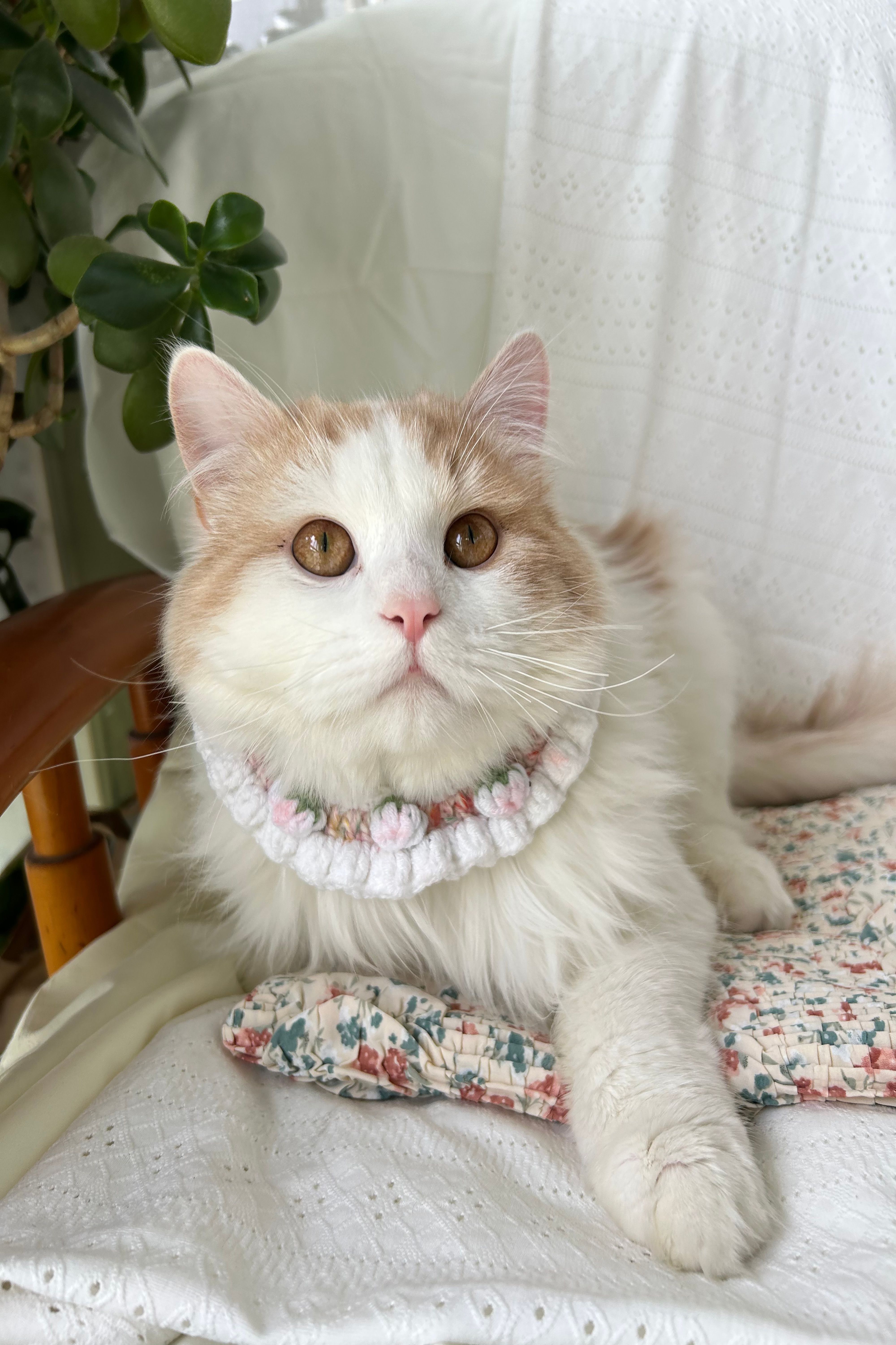 Vellin Cream Crochet Pet Collar with Ribbon Bows and Flowers