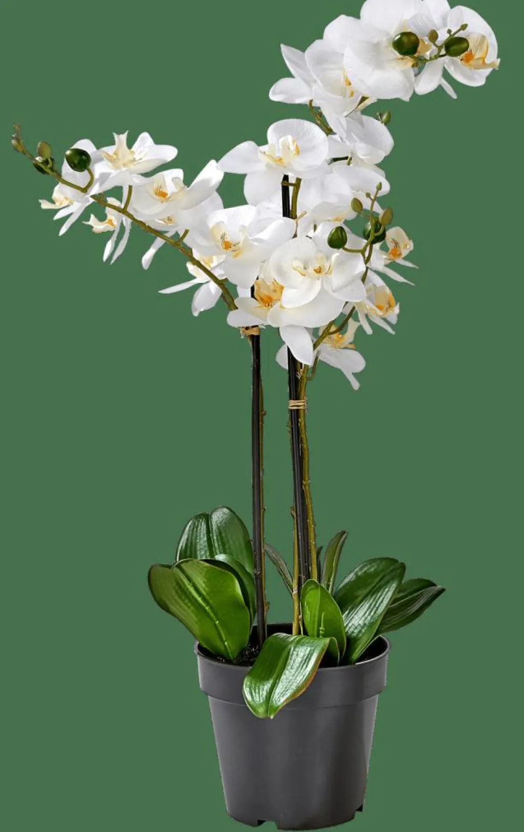 Plantes Artificielles^CASA ORCHID Orchidée En Pot Blanc