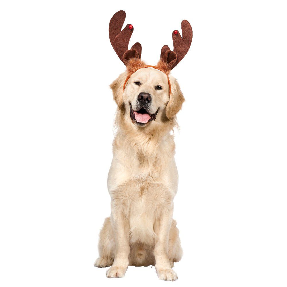 Serre tête chien