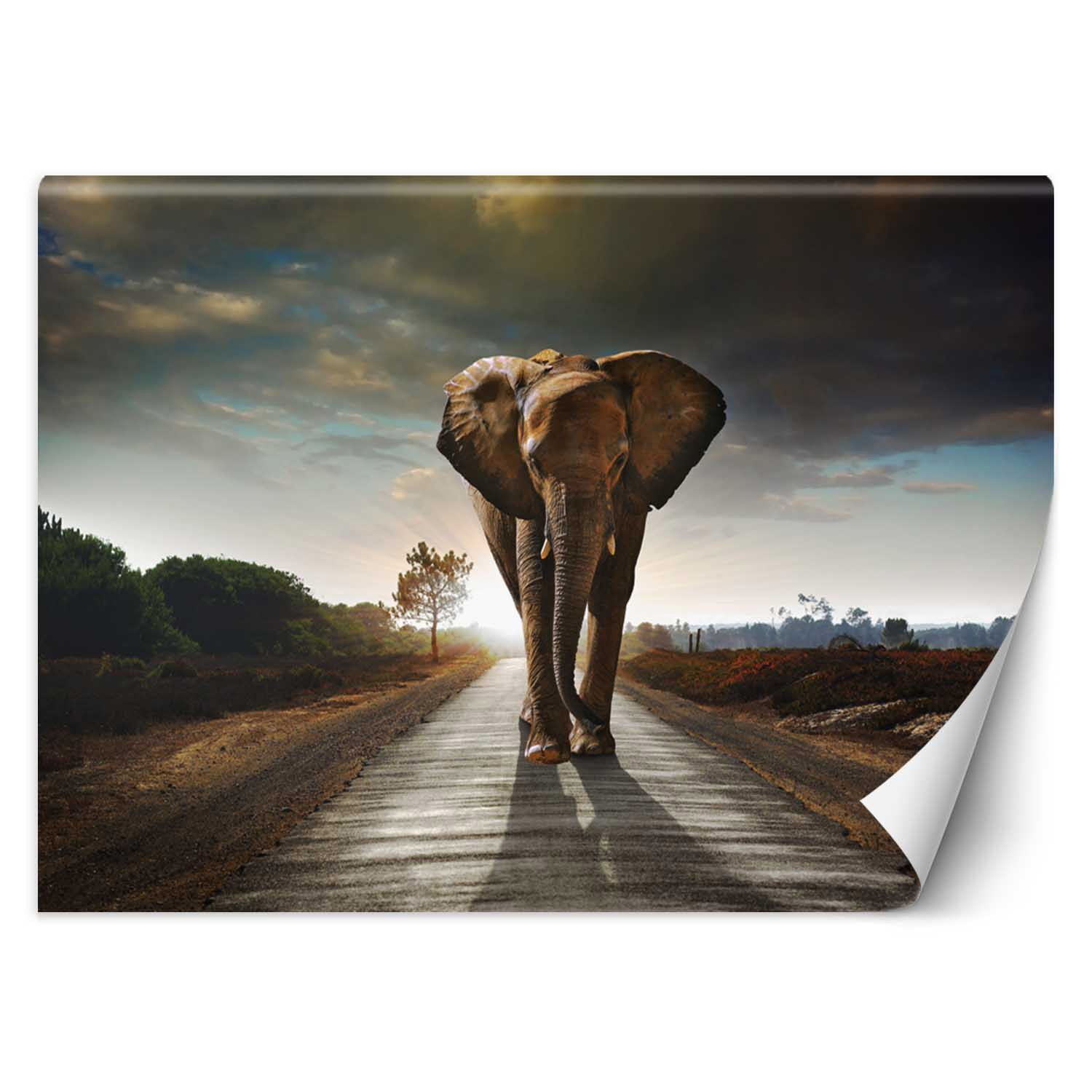 Feeby Fototapeta, Wędrujący słoń 150x105