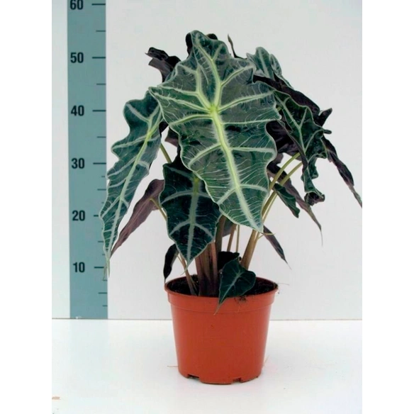 Pfeilblatt (Alokasie) »Alocasia sanderiana«, mehrfarbig