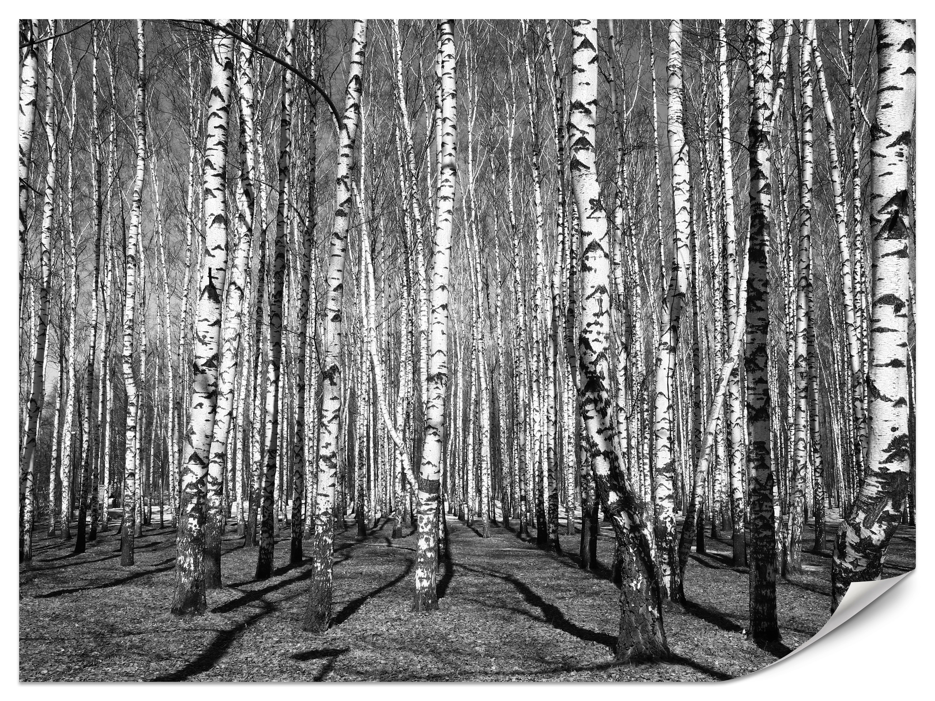 Fototapeta Las w czarno białych barwach 100x70cm