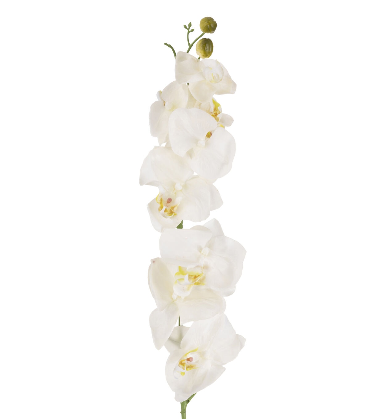35 White Phalaenopsis Stem by Bloom Room