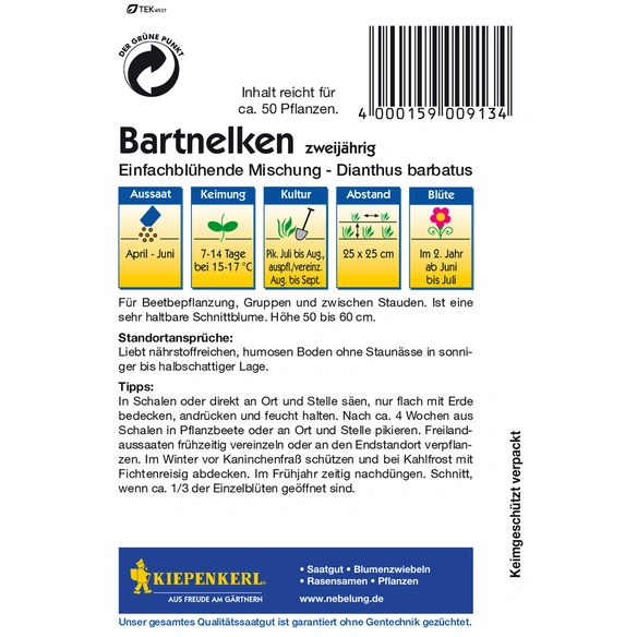 Bartnelke, Dianthus barbatus, Samen, Blüte: mehrfarbig
