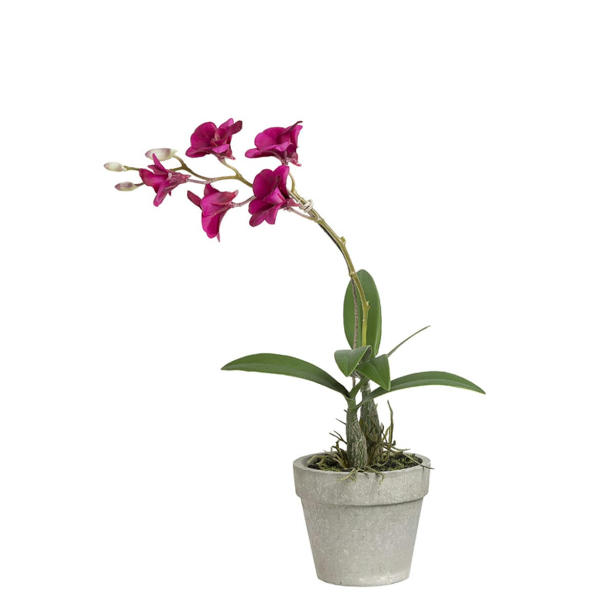 - Orchidée dendrobium en pot H35