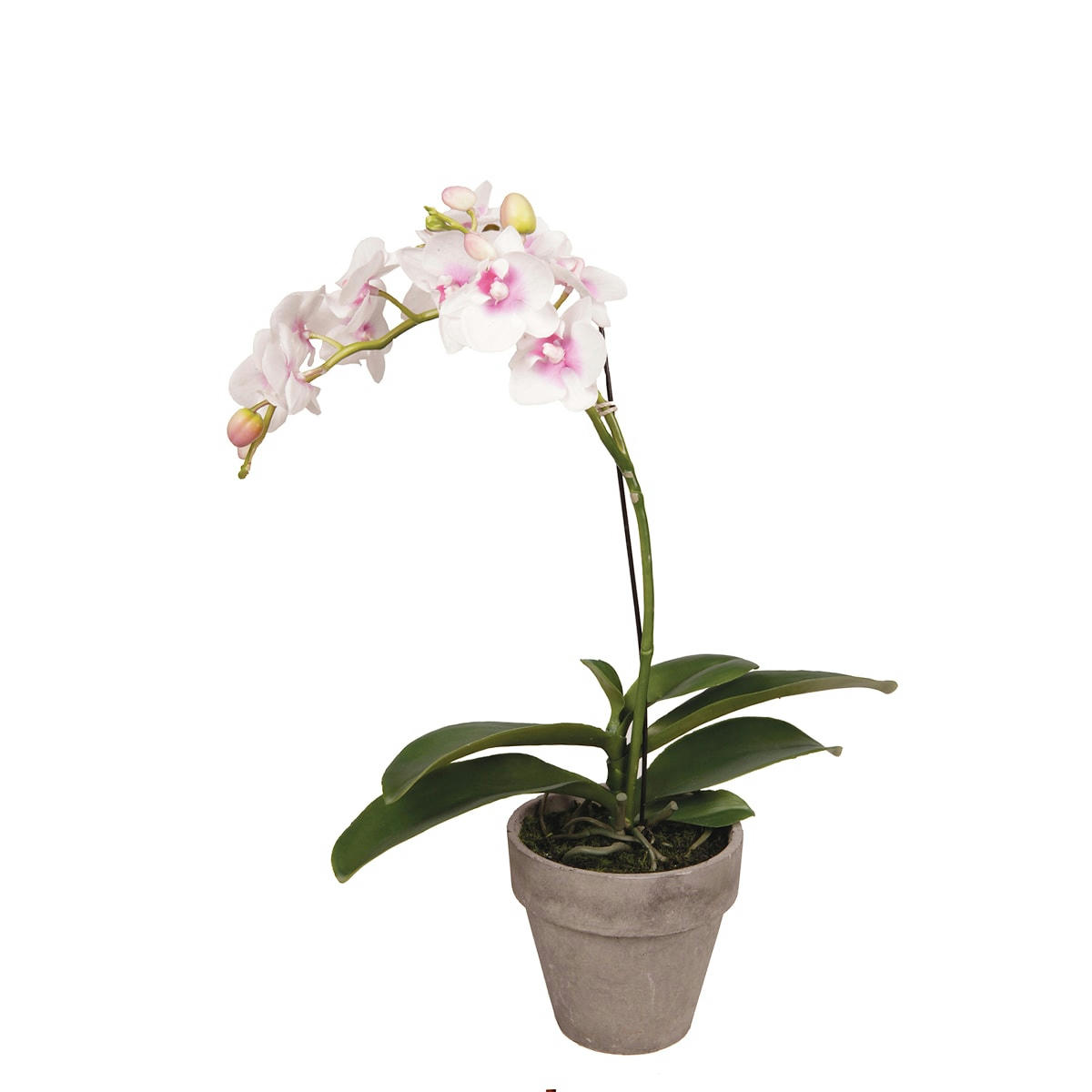 - Orchidée Dendrobium en pot H42cm