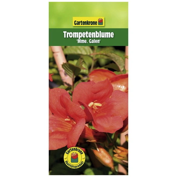 Trompetenblume, Campsis tagliabuana »Madame Galen«, Blüte: orange