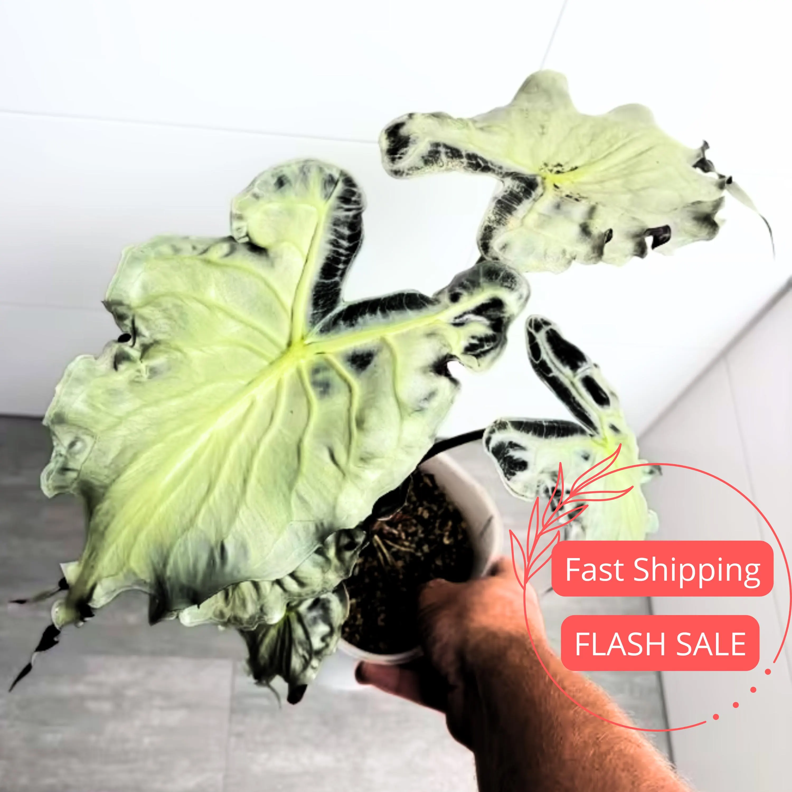 Alocasia Venom Live Plant | Alocasias Tissue Culture Roots | Indoor Tropical House Plants Gifts | Cutting Outdoor Houseplant Elephant Ears