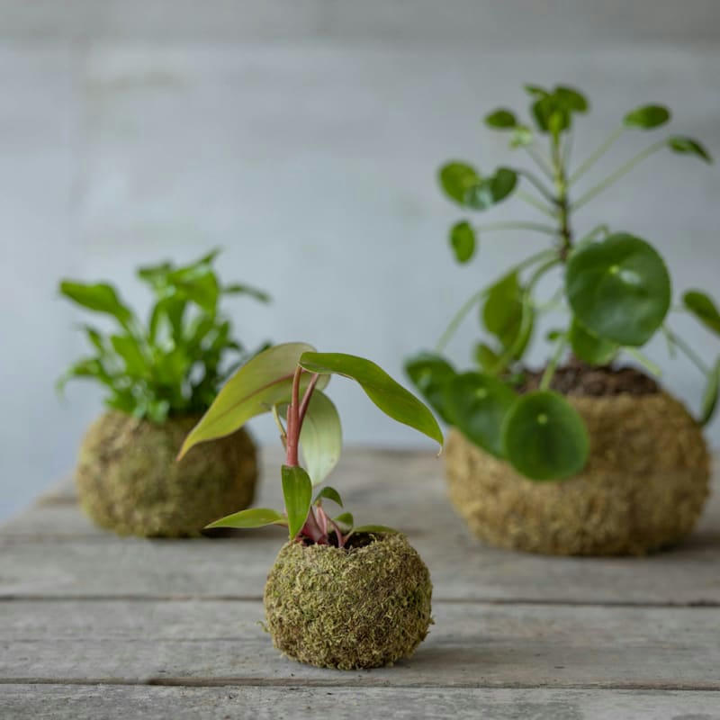 - Kokedama boule de mousse 9 cm