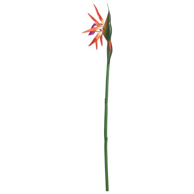 MADAME FLOR ESTRELÍCIA