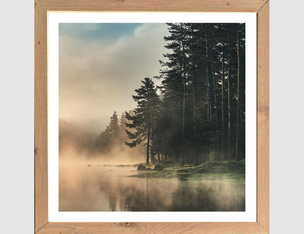 Bild Nebel am Waldsee