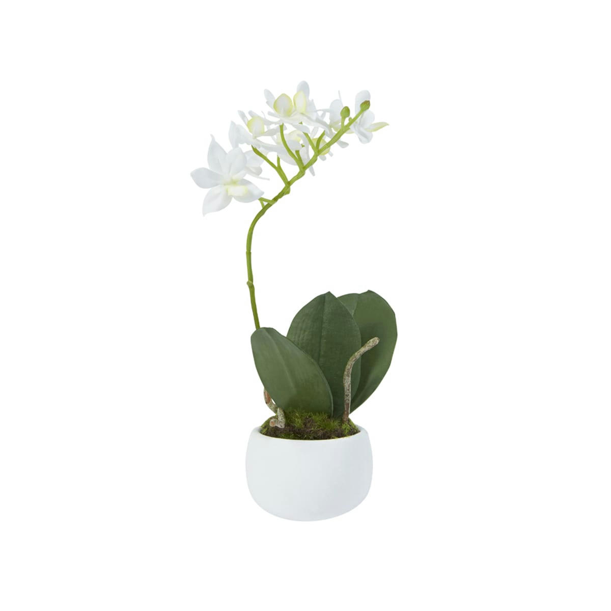 - Orchidée en pot avec mousse H23