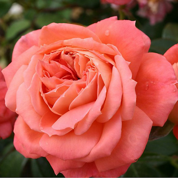 2 x Kordes Rose des fées - Rosa 'Queen Of Hearts'