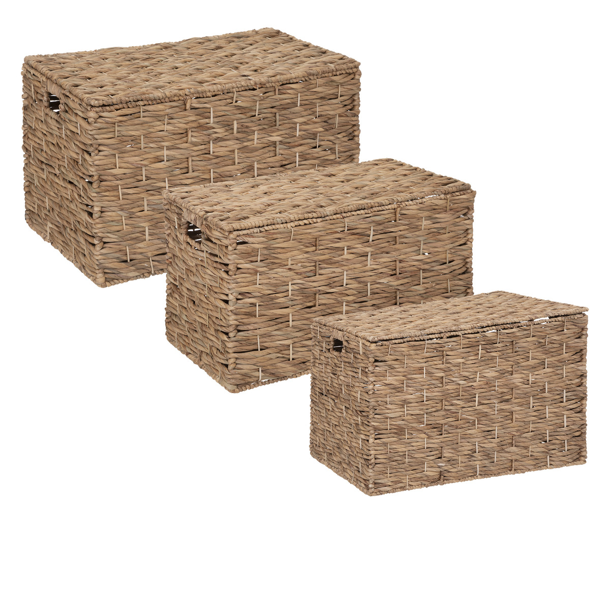 Set 3 trunks "Ori" Hyacinth, L.64/70/76 cm