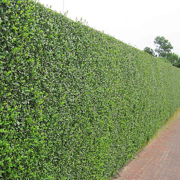 2 x Troène de Californie - Ligustrum ovalifolium- 60-80 cm pot