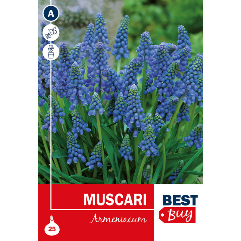 Bulbes de muscaris Armeniacum 25 pièces