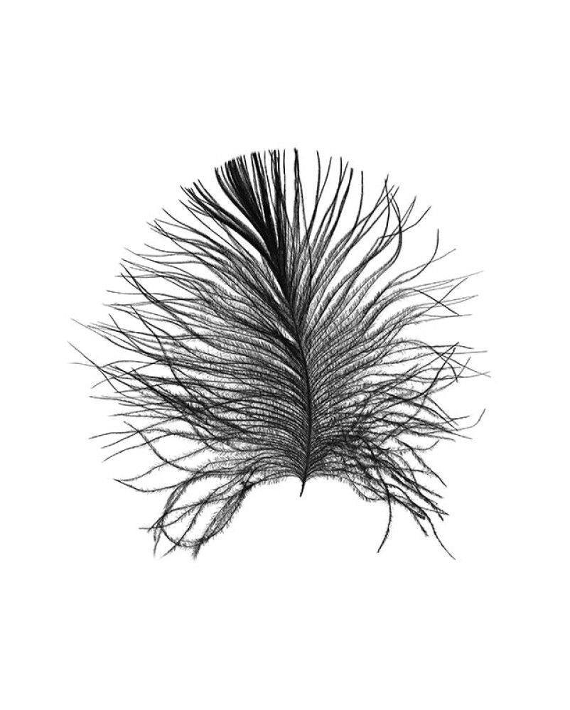 POSTER KOMAR FEATHER WHITE 40 X 50 CM