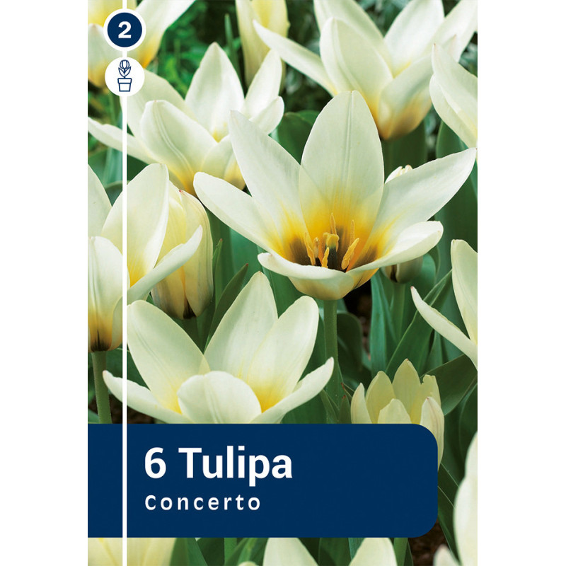 Bulbes de tulipes Concerto 10 pièces
