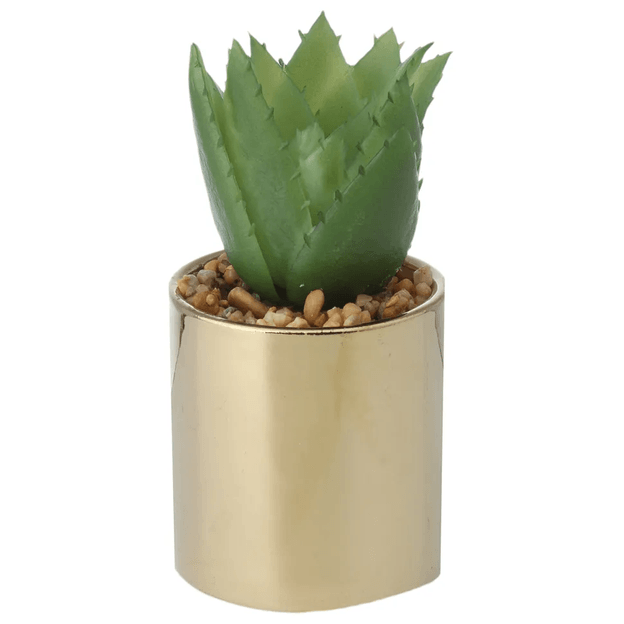 SUCULENTA ALOE MINI ARRANJO RIQUEZ
