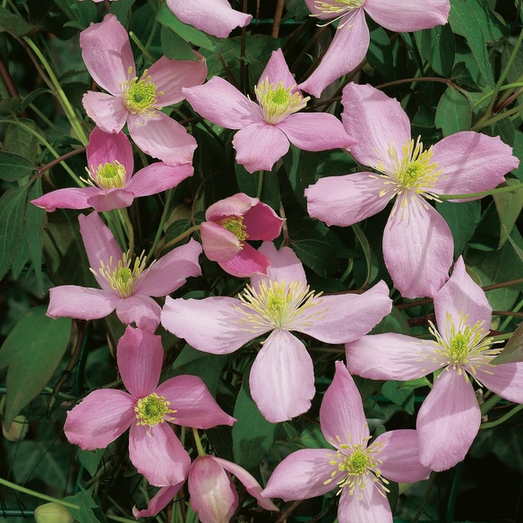 Bergwaldrebe, Clematis montana »Fragant Spring«, Blüte: rosa