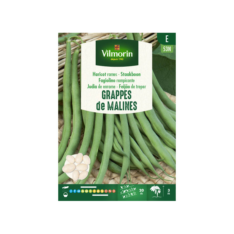 Semences de haricot à rames Grappe de Malines VILMORIN