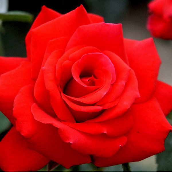 2 x Kordes Eleganza rosier - Rosa 'Grande Amore'