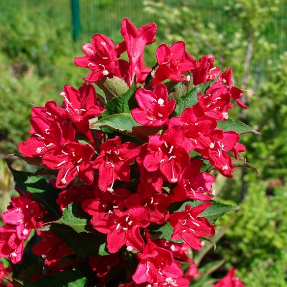 Weigelie, mehrjaehrig, rot