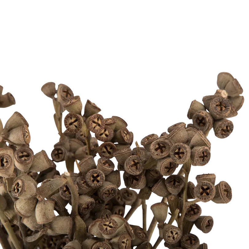 Echtpflanzen Dried-Grass
