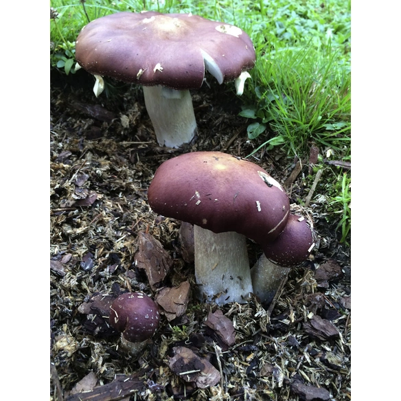 Bio Waldpilzbeet Braunkappe, für den Garten