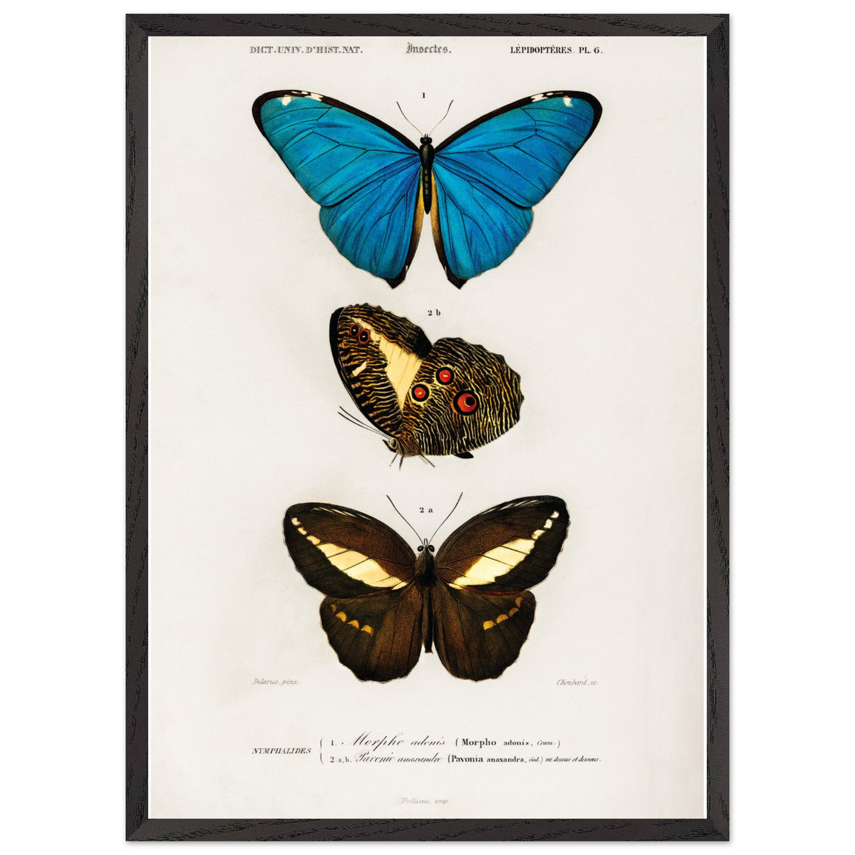 Artfulprints Poster met Lijst Charles Dessalines d'Orbigny - Different types of butterfly  - 50x70 cm - Meerkleurig