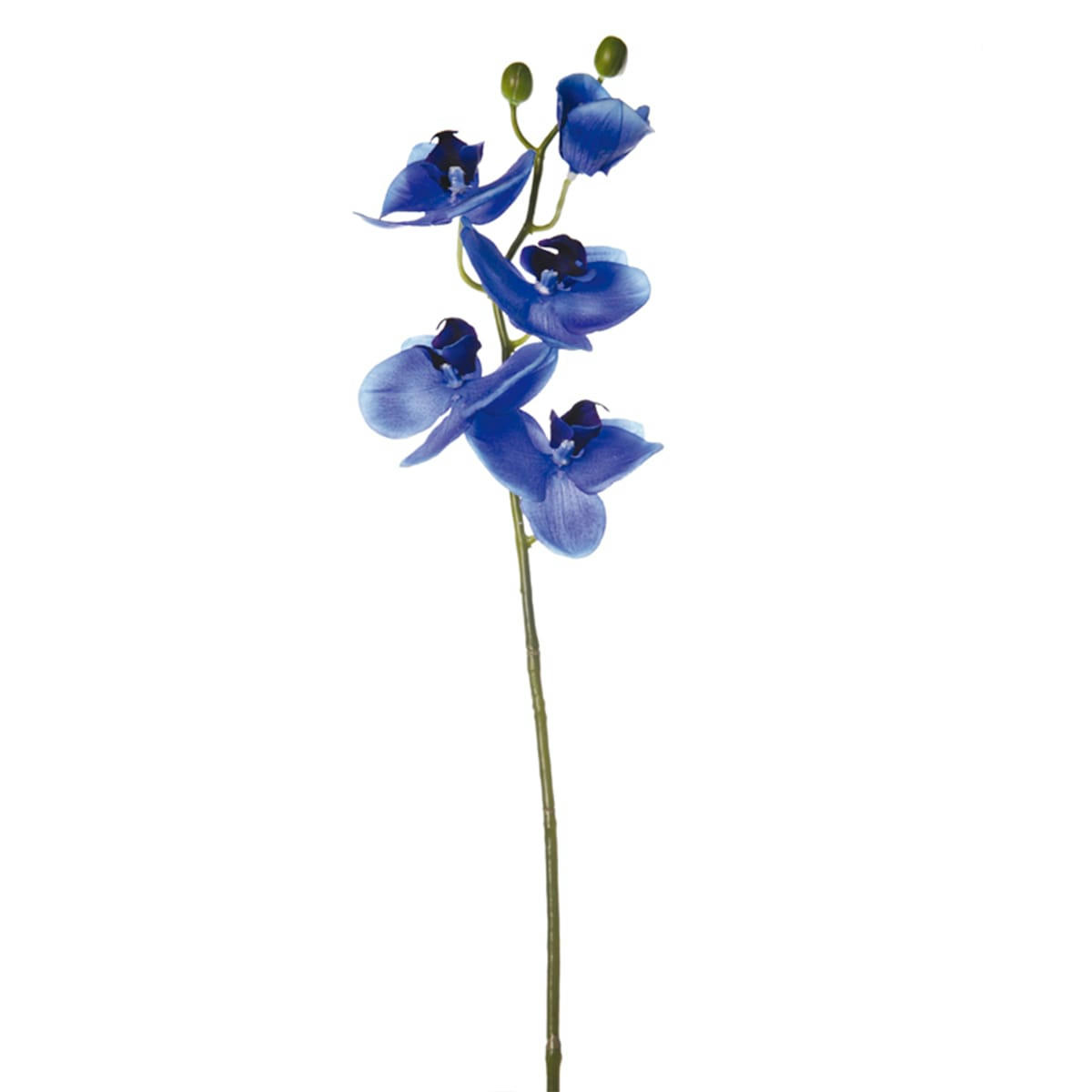 FOREVER - Orchidée Phalaenopsis Forever H47cm