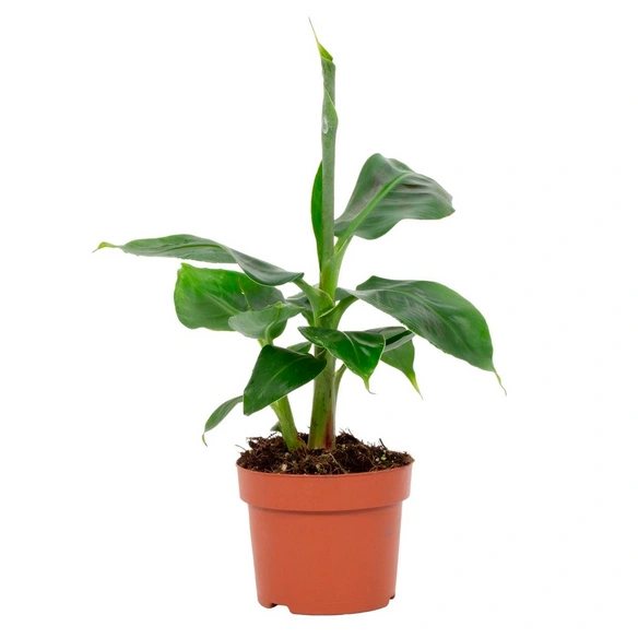 Grünpflanze, Musa acuminata Tropicana, T 12 H 40