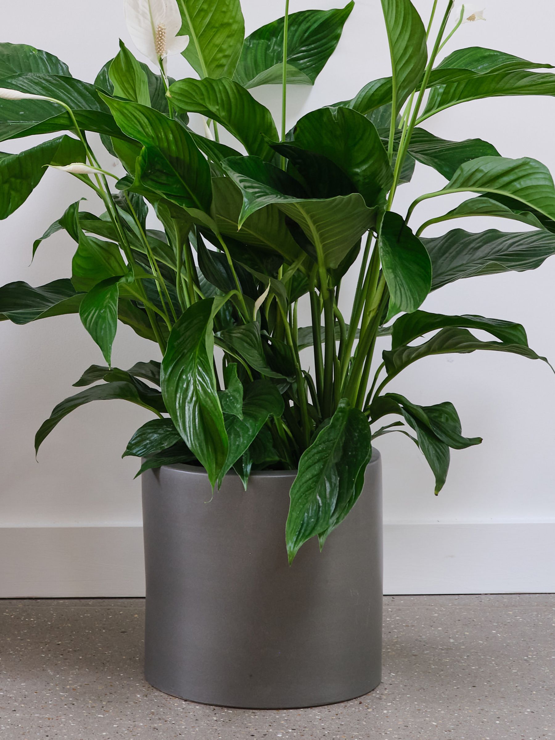 Beards & Daisies Graphite Real Peace Lily Plant in Earthenware Pot