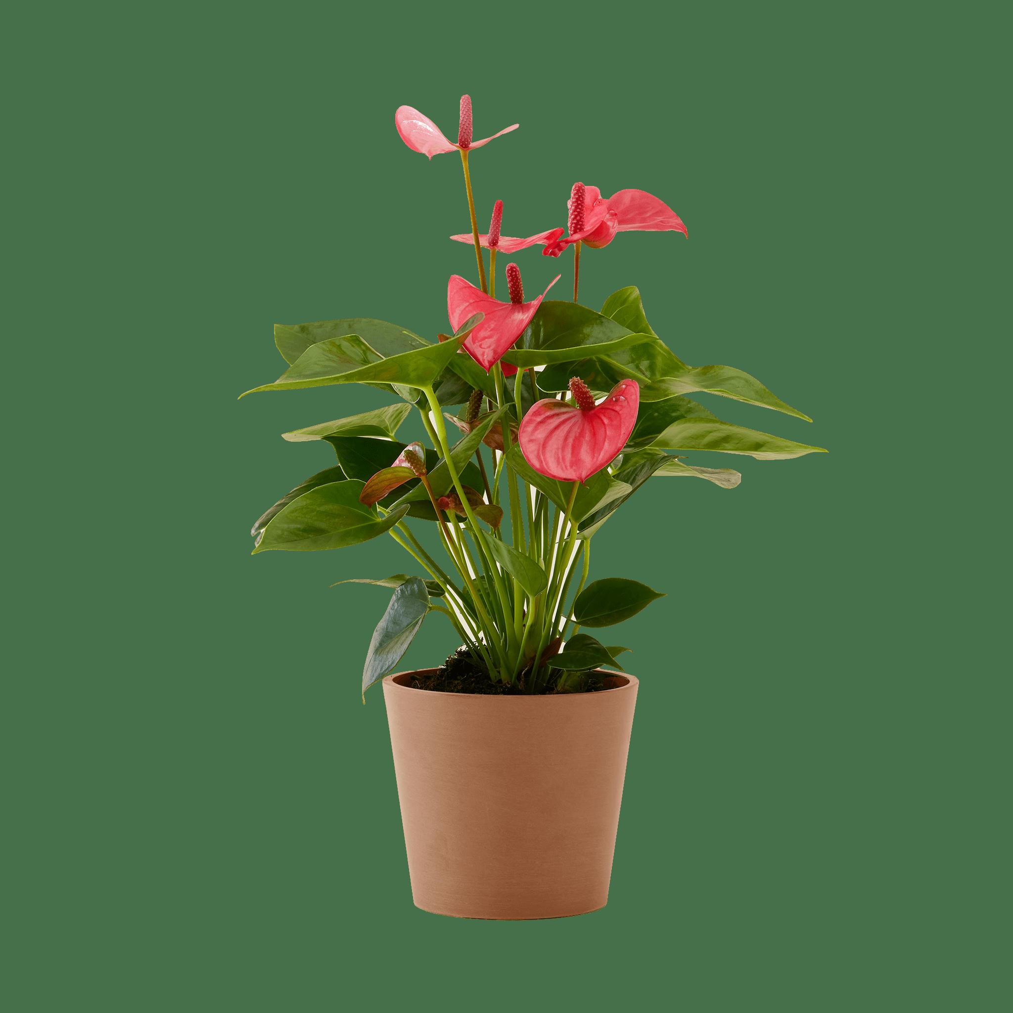 - Plante d'intérieur - Anthurium rose 50 cm en pot terra