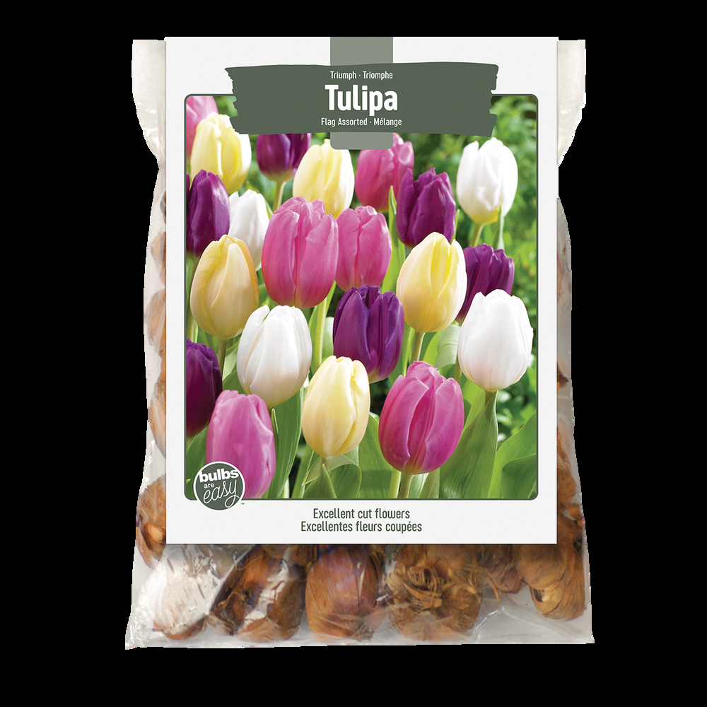 Bulbs Are Easy, Triumph Tulip Bulbs, Assorted Varieties, Home Garden