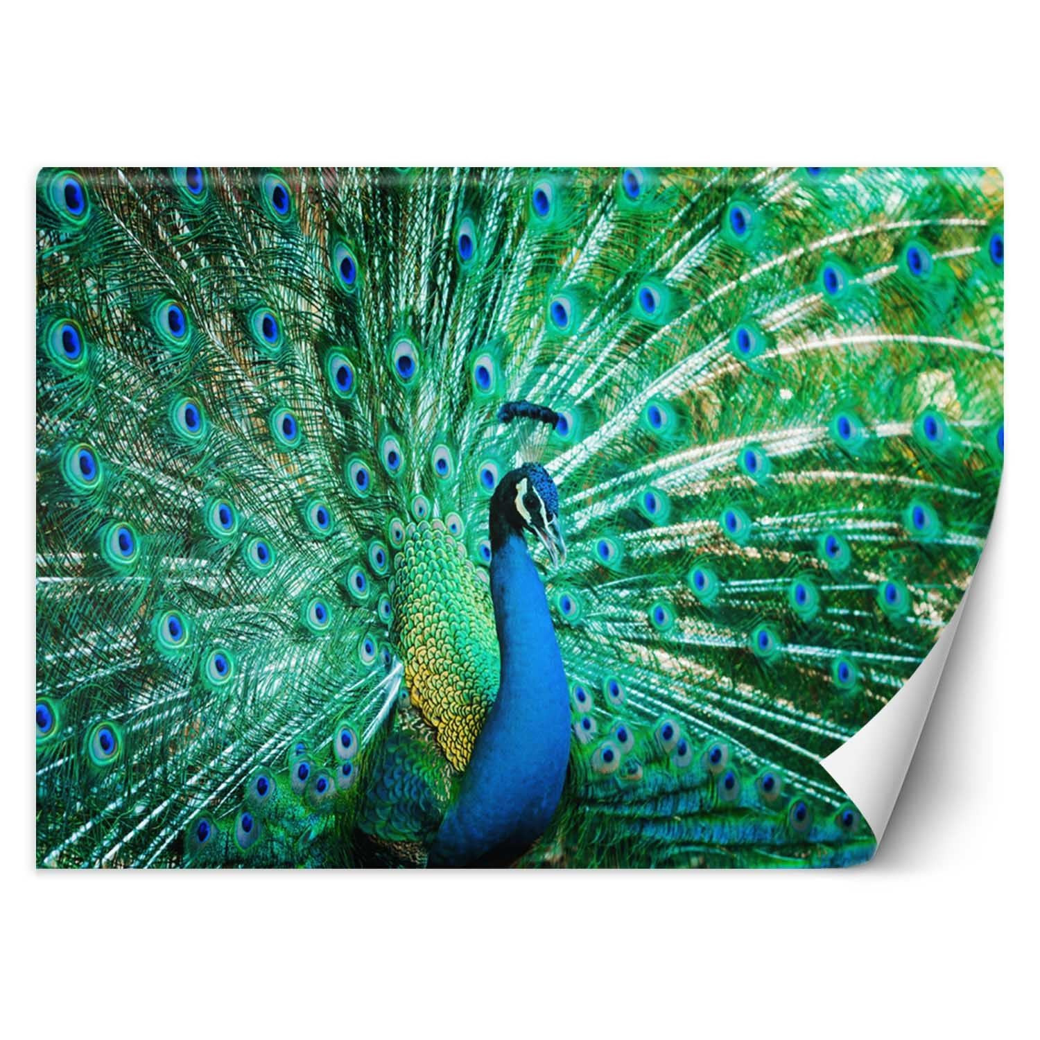 Feeby Fototapeta, Kolorowy paw 150x105