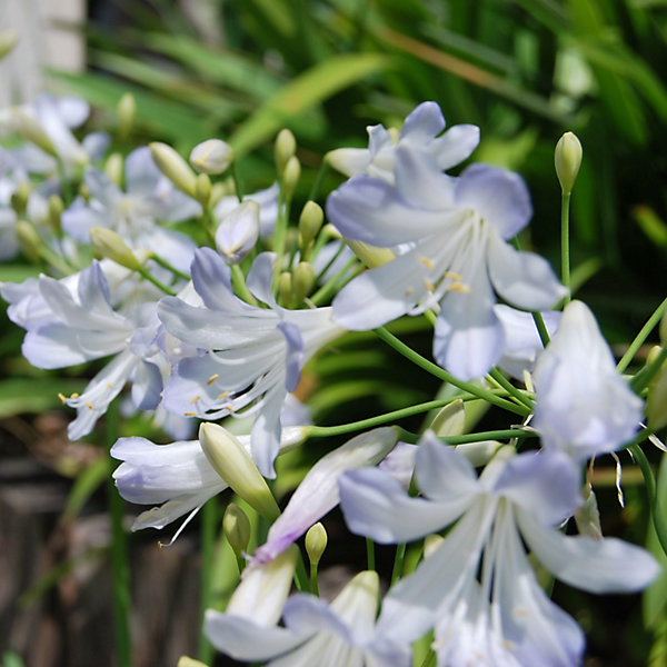 6 x Agapanthe 'Silberpfeil' - Agapanthus 'Silberpfeil'- godet 9cm x 9cm