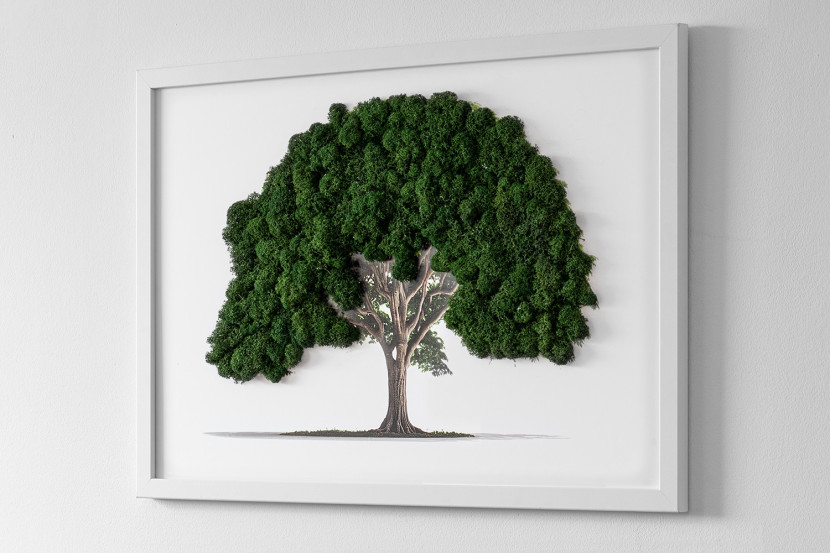 Obraz z mchem - Drzewo na białym tle 60x40 cm Biała Rama