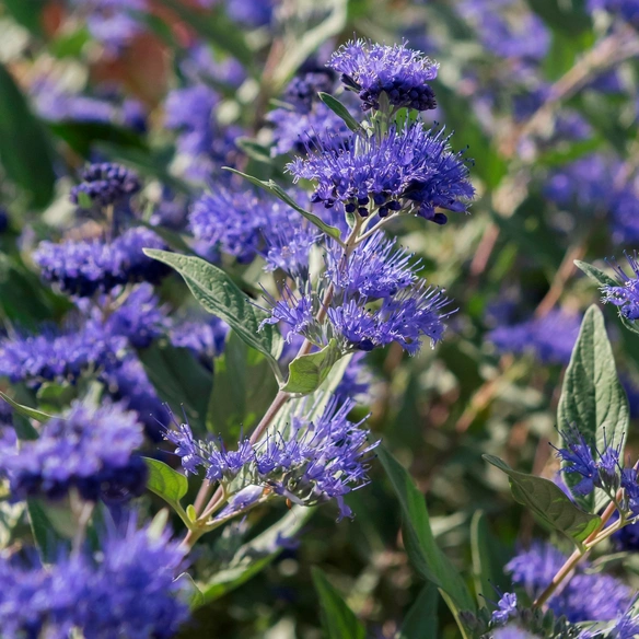 Bartblume, mehrjaehrig, blau