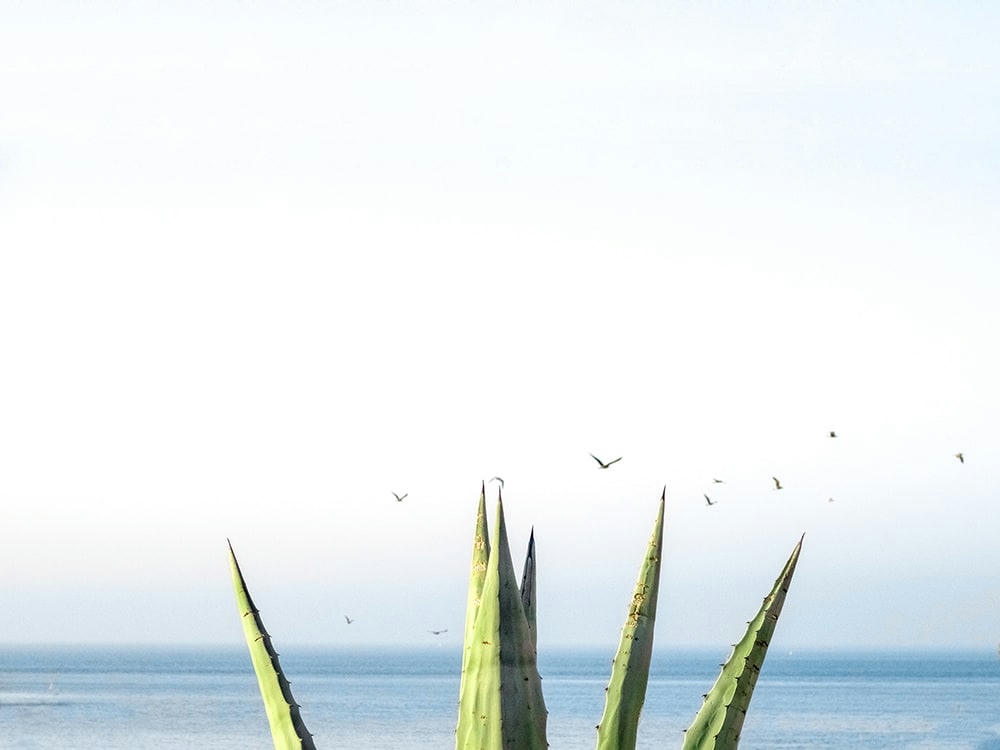 BLEU AGAVE - Photographie d'art de Laura Sanchez 45x60 cm sur alu