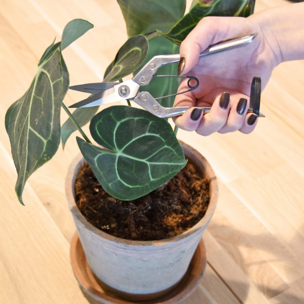 Nożyce do roślin domowych Esschert Design stalowe 19,5 cm srebrne klasyczne