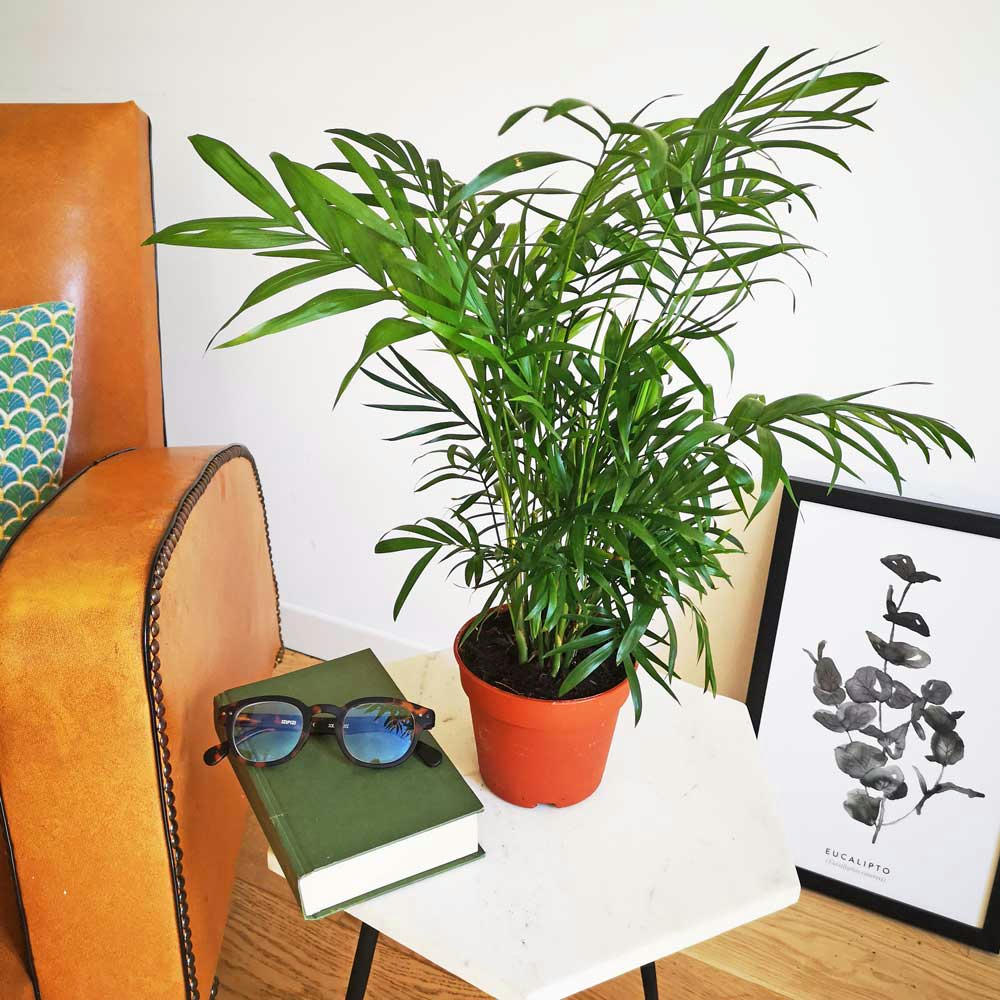 CHAMAEDOREA - Palmier nain avec cache-pot