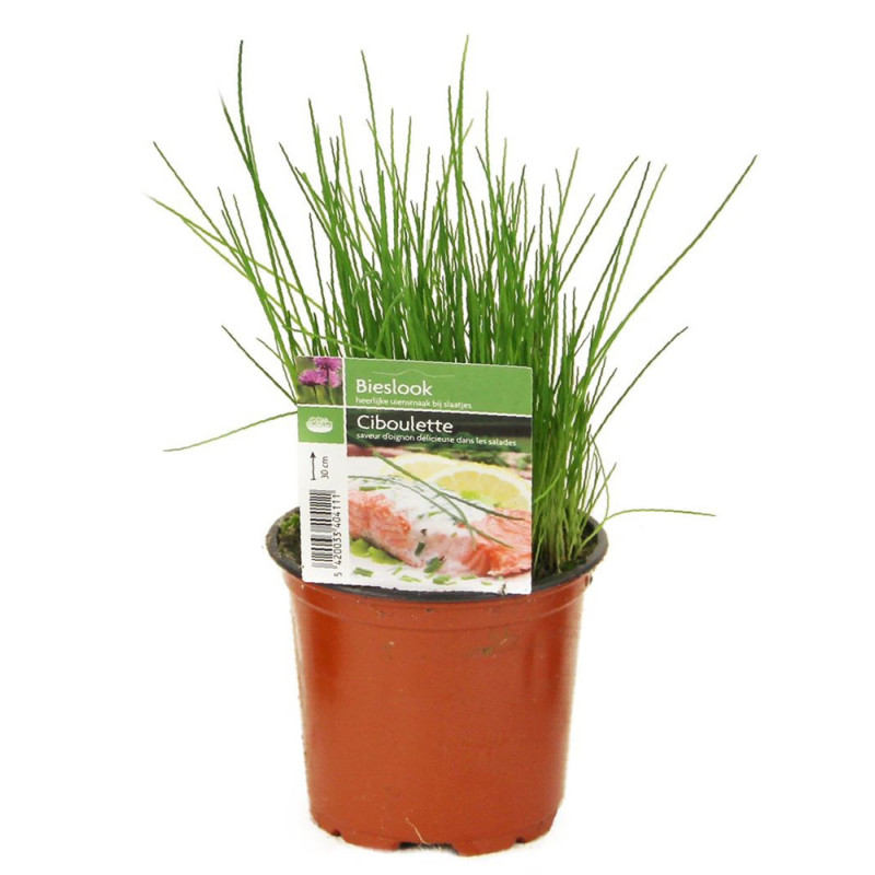 Ciboulette en pot