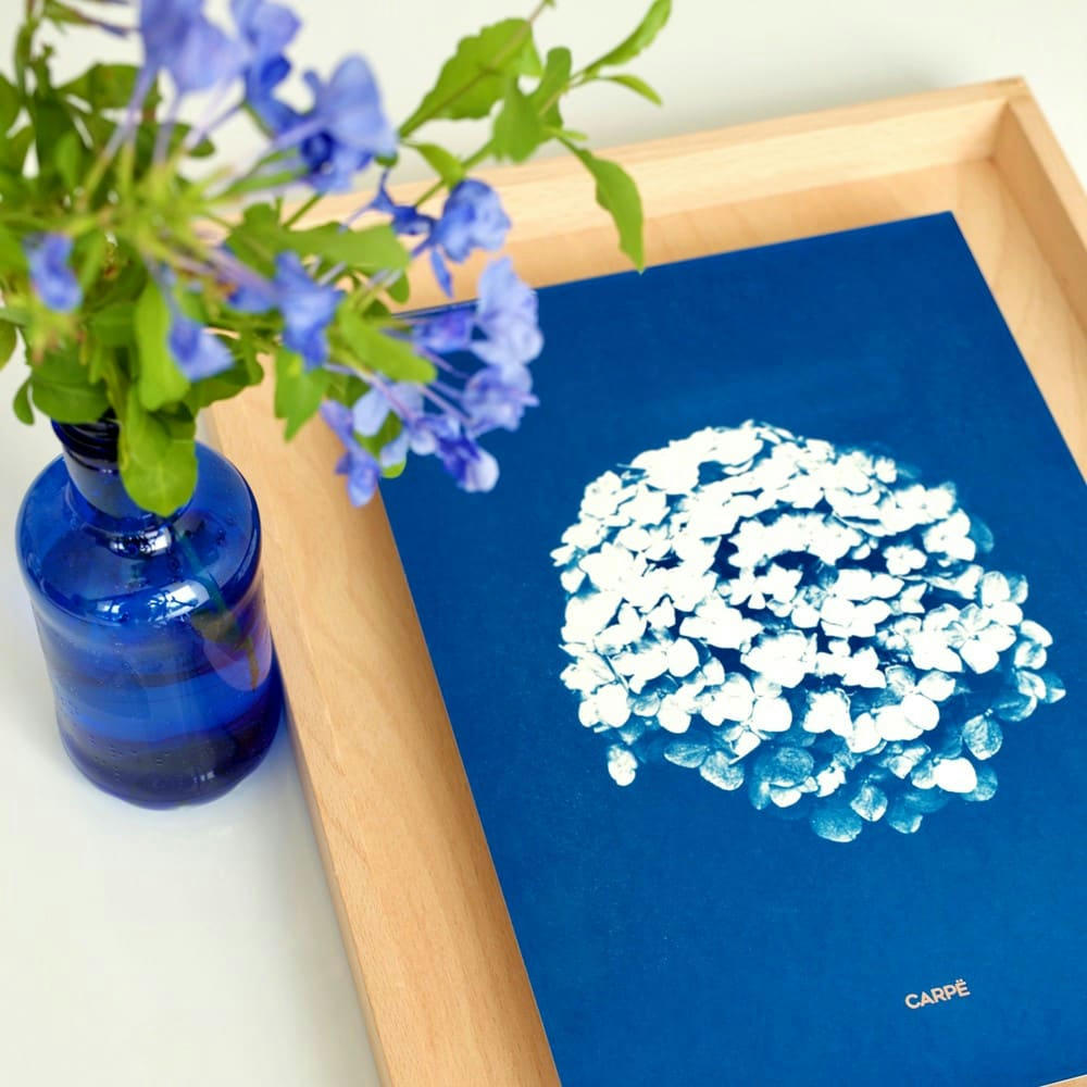 CARPË - Cadre en bois cyanotype hortensia 40x30cm