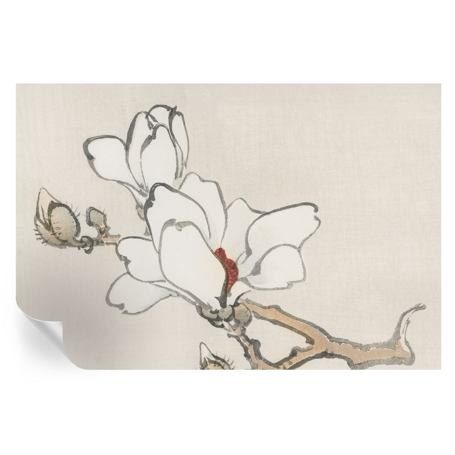 Tapeta samoprzylepna Delikatne magnolie 104x70 Tulup