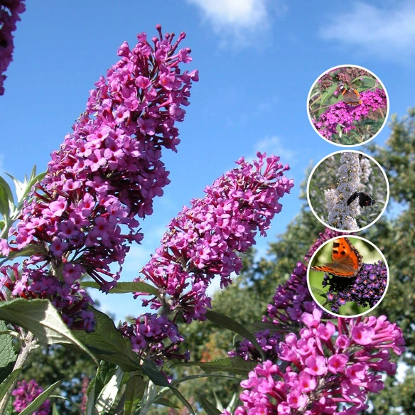 Sommerflieder, Buddleja davidii, Blätter: grün, Blüten: bunt