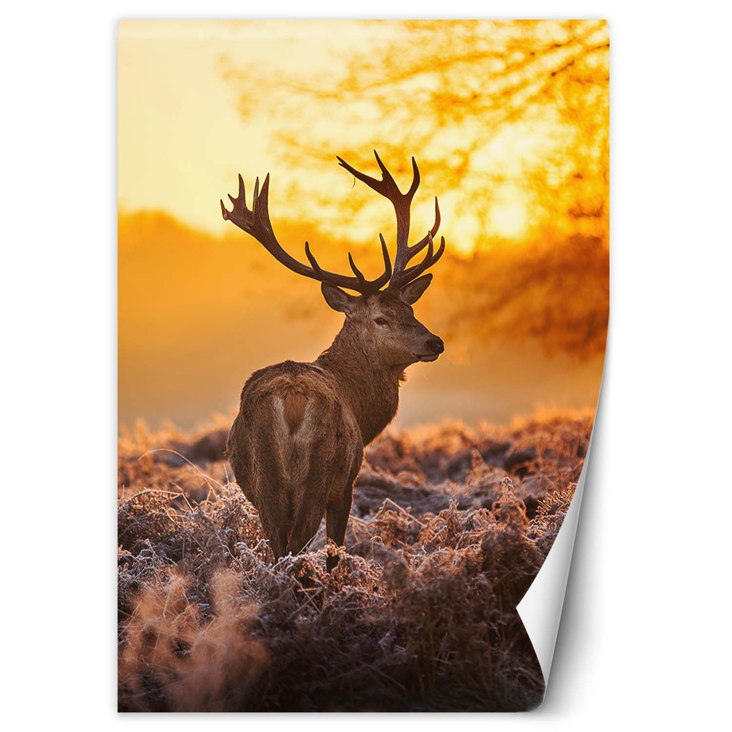 Feeby Fototapeta, Jeleń o zachodzie słońca 100x140