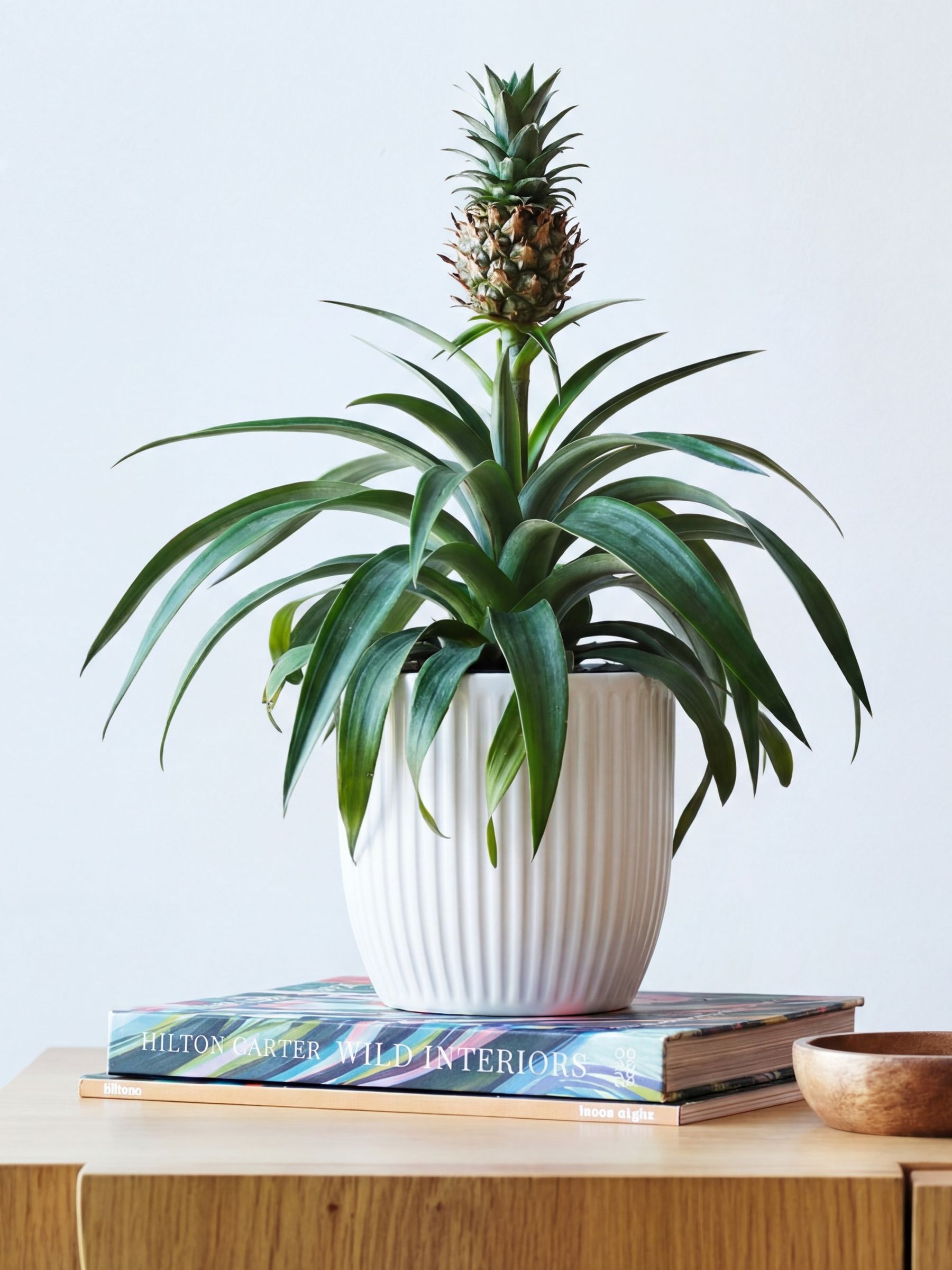 Beards & Daisies White Real Pineapple Plant in Ribbed Pot