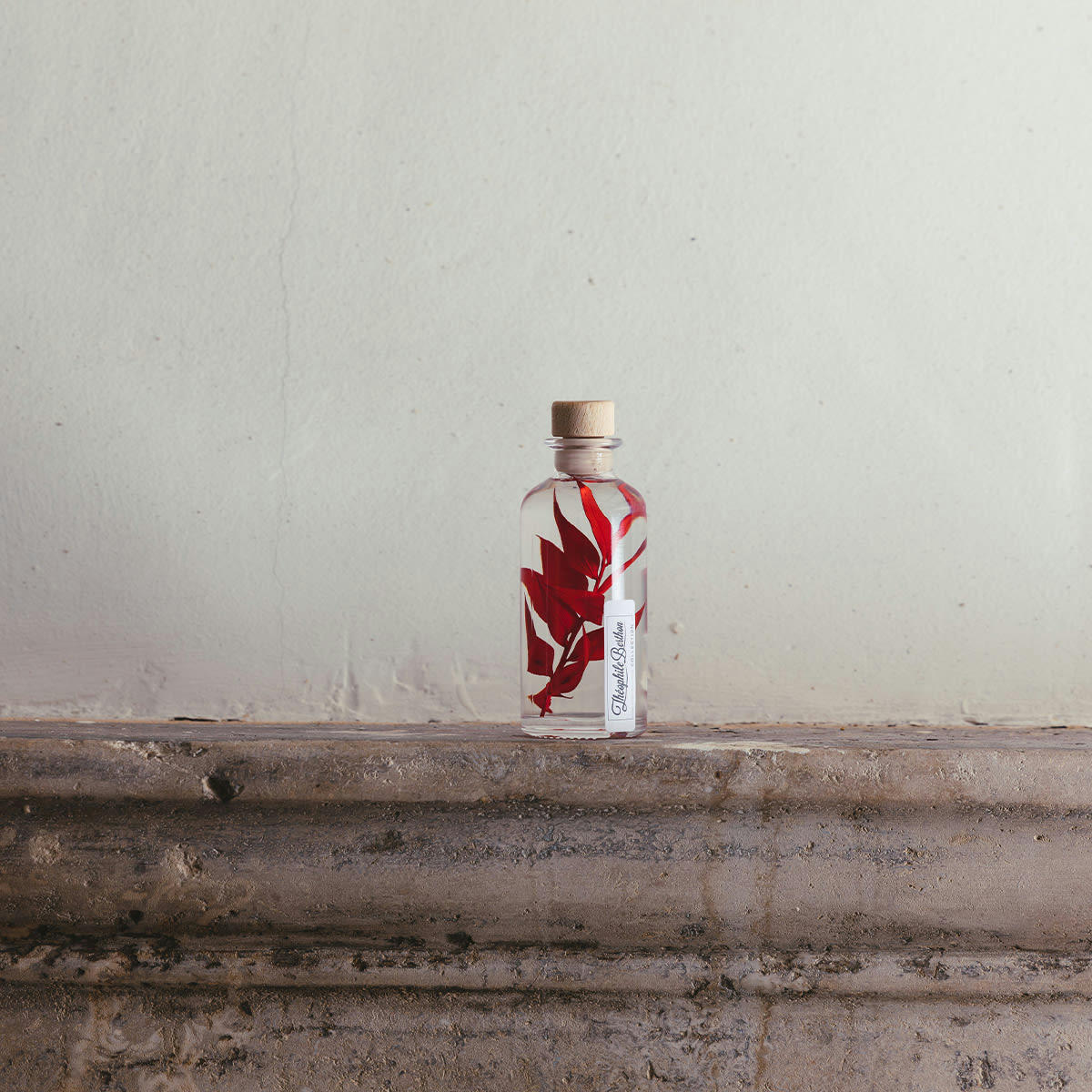 HERBARIUM DE THEOPHILE - Plante immergée Ruscus rouge