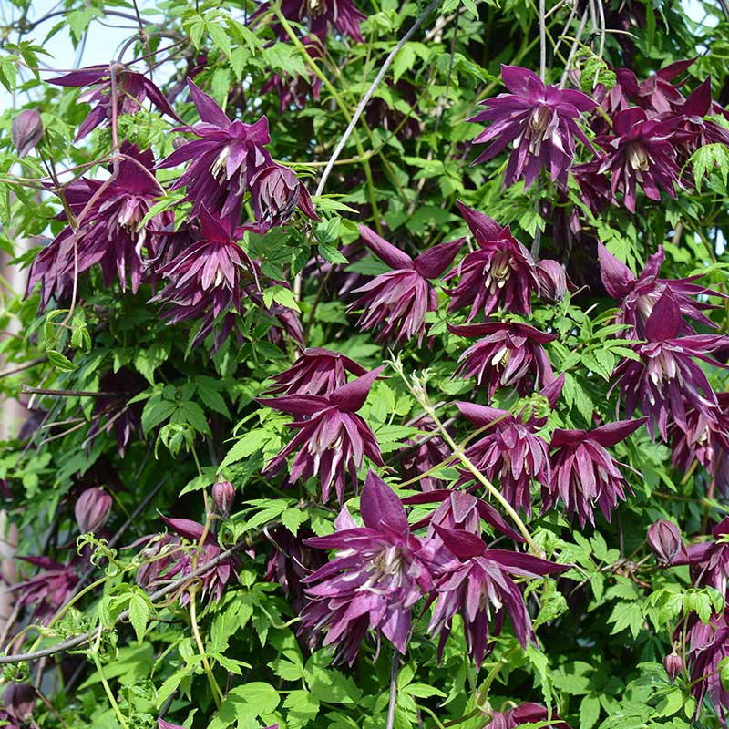 Klematis 'Purple Surprise' ®